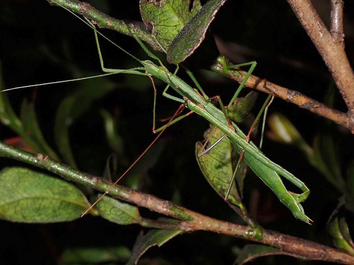 Lovely couple Pair or Phasmids/Stick Insect, almost all green with fine line of orange on the side of the bodies.<br />
Seen near the top of a mountain at elevation of around 2,600 masl. Lonchodidae,Luzon,Phasmid,Philippines,Stick Insect