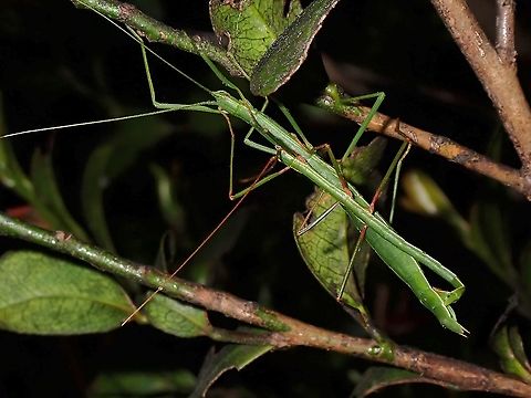 Lovely couple Pair or Phasmids/Stick Insect, almost all green with fine line of orange on the side of the bodies.
Seen near the top of a mountain at elevation of around 2,600 masl. Lonchodidae,Luzon,Phasmid,Philippines,Stick Insect