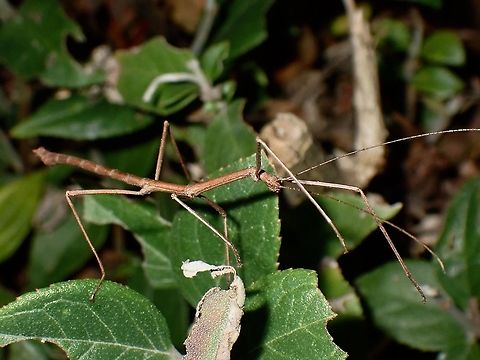 Phasmid/Stick Insect Male Phasmid/Stick Insect from the family Lonchodidae.
Seen near the top of a mountain at elevation of around 2,600 masl. Lonchodidae,Luzon,Phasmid,Philippines,Stick Insect