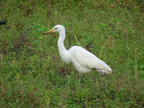 Catching lunch  Bird,Brunei,Bubulcus ibis,Cattle Egret,Egret
