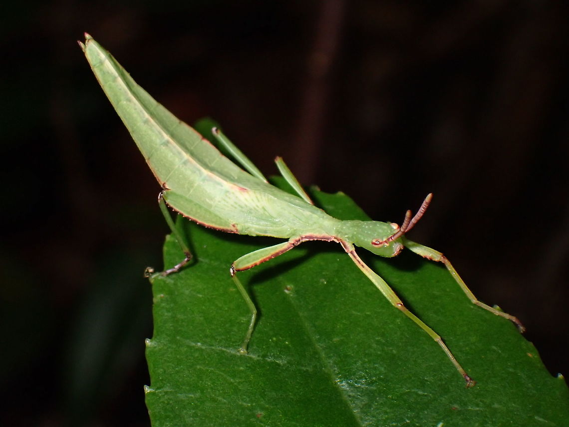 A Rare Leaf This is a sub-adult male Leaf Insect from the family of Phyllidae.<br />
Unfortunately, as it is not adult yet, it is not possible to determine the possible genus and is likely a species new to science.<br />
It is very small in size, around 26-28mm.<br />
Based on feedback from a Specialist on Phyllidae, this could either be from the genus Microphyllium or Pseudomicrophyllium.  Both genus are only recorded from Philippines.<br />
The genus Pseudomicrophyllium was newly established in 2017 for a description of a new species from Luzon, Philippines. Leaf Insect,Microphyllium,Philippines,Phyllidae,Phyllium,Pseudomicrophyllium,Sibuyan