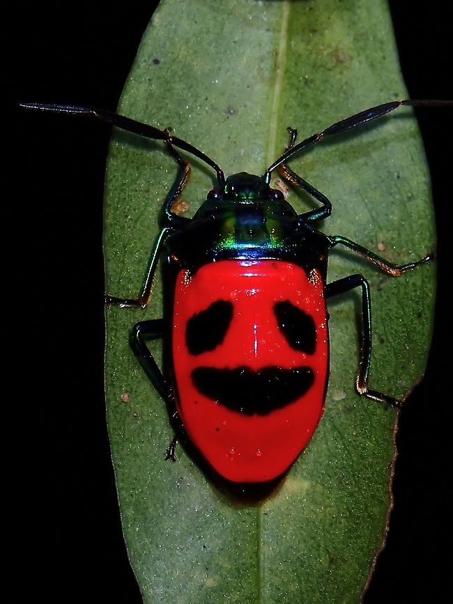 Smiley This Beetle has very bright red body with black markings to make it looks like a face/smiley. Beetle,Cosmocoris,Cosmocoris sp,Philippines,Sibuyan