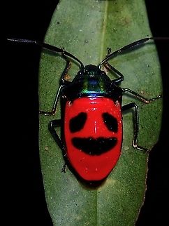Smiley This Beetle has very bright red body with black markings to make it looks like a face/smiley. Beetle,Cosmocoris,Cosmocoris sp,Philippines,Sibuyan