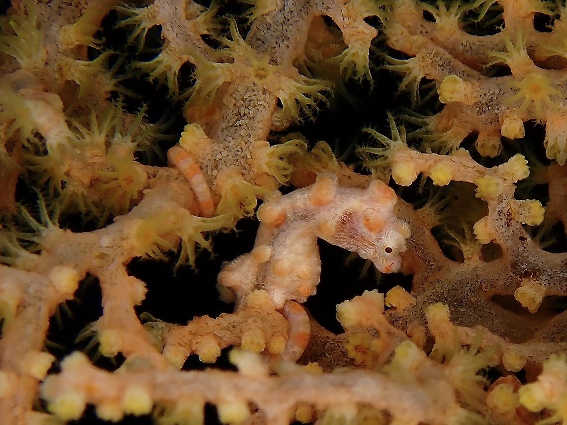 I have 2 Tails Yellow/Orange variation of Bargibanti Pygmy Seahorse.<br />
They are well camouflage among the host sea fan they lives in and very difficult to find especially when the polyps of the sea fan are open.<br />
In this picture, there are 2 of them close to each other, only the tail of the second one can be seen as its body/face is on facing the other side of the sea fan. Fish,Hippocampus bargibanti,Malaysia,Pygmy Seahorse,Seahorse