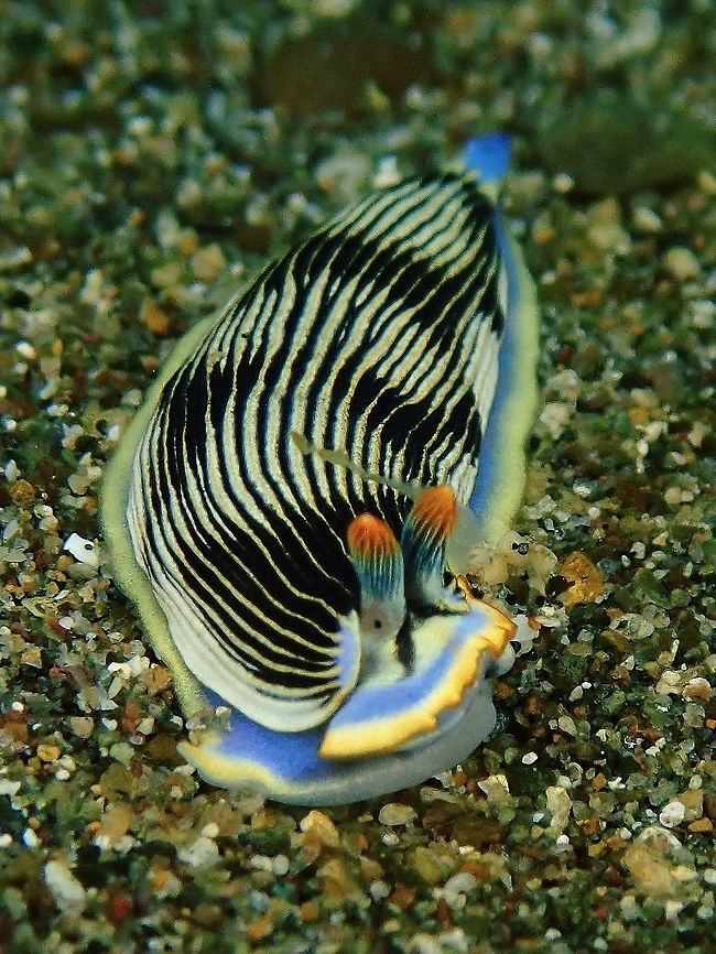 Yes, we do have eyes Nudibranch do has eyes, usually seen as tiny black dots.<br />
It is thought think that all the eyes can do is let the slug know whether it is light or dark, or when a shadow is passing over them. This might be useful if the shadow is made by a fish or something that is coming to eat them. The eyes in sea slugs are embedded in the skin not on stalks like land snails Anilao,Armina semperi,Batangas,Nudibranch,Philippines,Sea Slug,Semper's Armina
