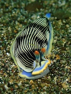 Yes, we do have eyes Nudibranch do has eyes, usually seen as tiny black dots.
It is thought think that all the eyes can do is let the slug know whether it is light or dark, or when a shadow is passing over them. This might be useful if the shadow is made by a fish or something that is coming to eat them. The eyes in sea slugs are embedded in the skin not on stalks like land snails Anilao,Armina semperi,Batangas,Nudibranch,Philippines,Sea Slug,Semper's Armina