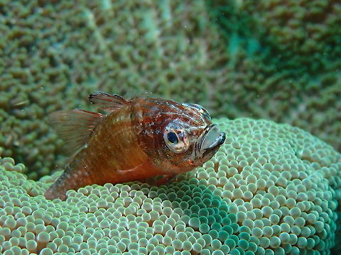 Help! The picture shows a Cardinal Fish getting caught by the Giant Carpet Anemone, which is the bubbly green/brown thing.  The Anemone usually play host to Clownfishes.  The Clownfishes uses the Anemone as protection and does not get eaten.  

The Anemone uses its tentacles (bubbly looking thing in the pic) which have specialised stinging cells called nematocysts to immobilise their prey (in this picture, a Cardinal Fish) so that the tentacles are then able to move the food into the mouth. Anemone,Anilao,Giant Carpet Anemone,Philippines,Stichodactyla gigantea