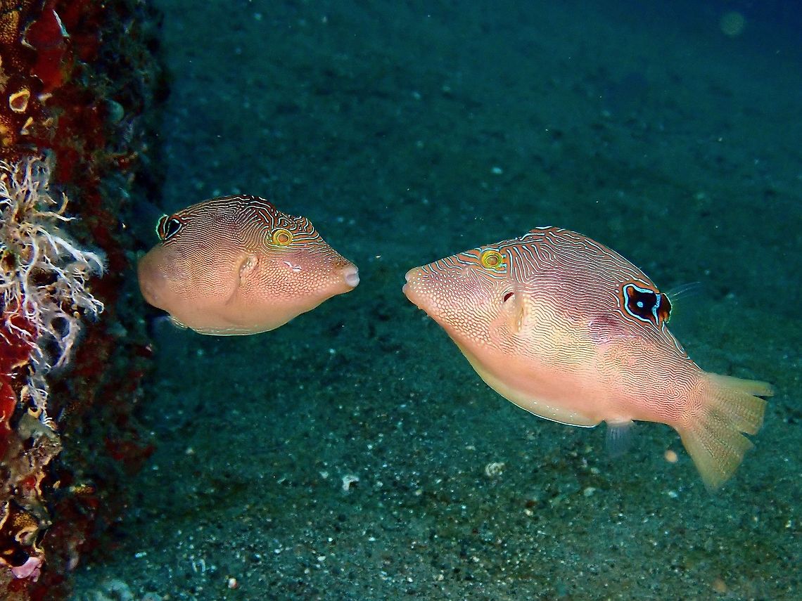 Going for a Kiss Saw this pair of Fingerprint Toby courting, swimming in circles and &#039;kissing&#039; from time to time. Anilao,Batangas,Canthigaster compressa,Compressed Toby,Fingerprint Toby,Fish,Philippines,Toby