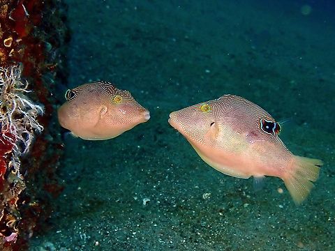 Going for a Kiss Saw this pair of Fingerprint Toby courting, swimming in circles and 'kissing' from time to time. Anilao,Batangas,Canthigaster compressa,Compressed Toby,Fingerprint Toby,Fish,Philippines,Toby