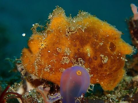 Freckled Frogfish - Antennarius coccineus  Anilao,Antennarius coccineus,Batangas,Fish,Freckled Frogfish,Frogfish,Philippines