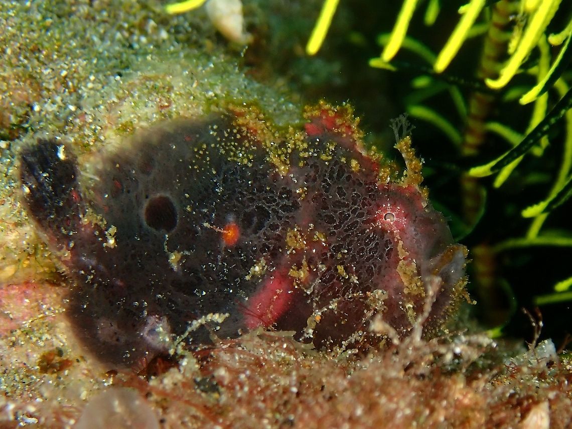 Freckled Frogfish - Antennarius coccineus  Anilao,Antennarius coccineus,Batangas,Freckled Frogfish,Philippines