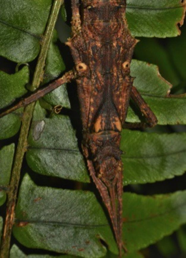 Tribal Mask Female Phasmid/Stick Insect of the species Tisamenus fratercula.<br />
Females from the genus Tisamenus has 2 circles near the base of their second pair of legs that looks like false eyes, giving the impression they have a face-look. Ilocos,Luzon,Pagudpud,Phasmatodea,Phasmid,Philippines,Stick Insect,Tisamenus fratercula
