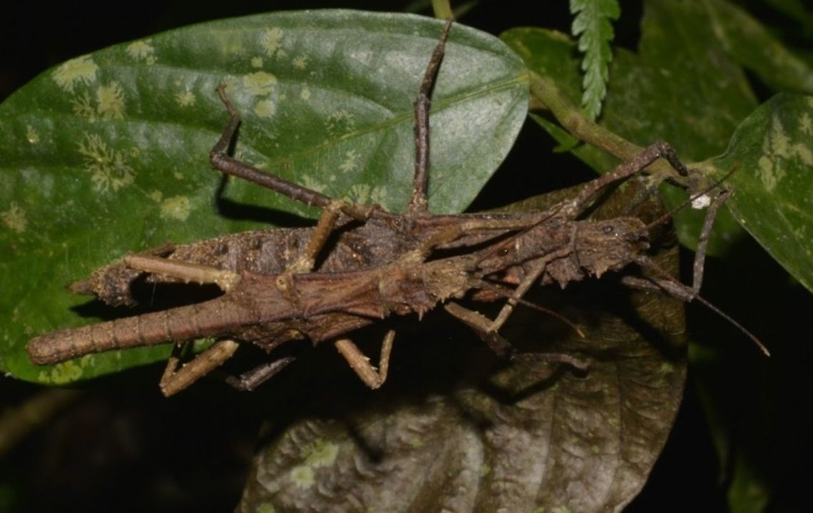 Spiny Couple Pair of Phasmid/Stick Insect of the species Tisamenus fratercula Ilocos,Luzon,Pagudpud,Phasmatodea,Phasmid,Philippines,Stick Insect,Tisamenus,Tisamenus fratercula