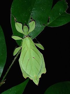 Leaf Insect - Phyllium arthurchungi Female Leaf Insect of the species Phyllium arthurchungi Borneo,Leaf Insect,Malaysia,Phasmid,Phyllium arthurchungi,Sabah