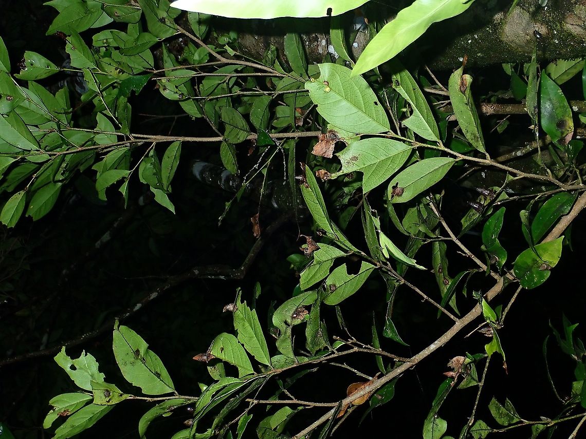 Leaf among Leafs A Leaf Insect of the species Phyllium arthurchungi in her natural habitat. Borneo,Leaf Insect,Malaysia,Phasmid,Phyllium arthurchungi,Sabah