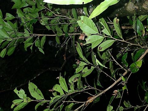 Leaf among Leafs A Leaf Insect of the species Phyllium arthurchungi in her natural habitat. Borneo,Leaf Insect,Malaysia,Phasmid,Phyllium arthurchungi,Sabah