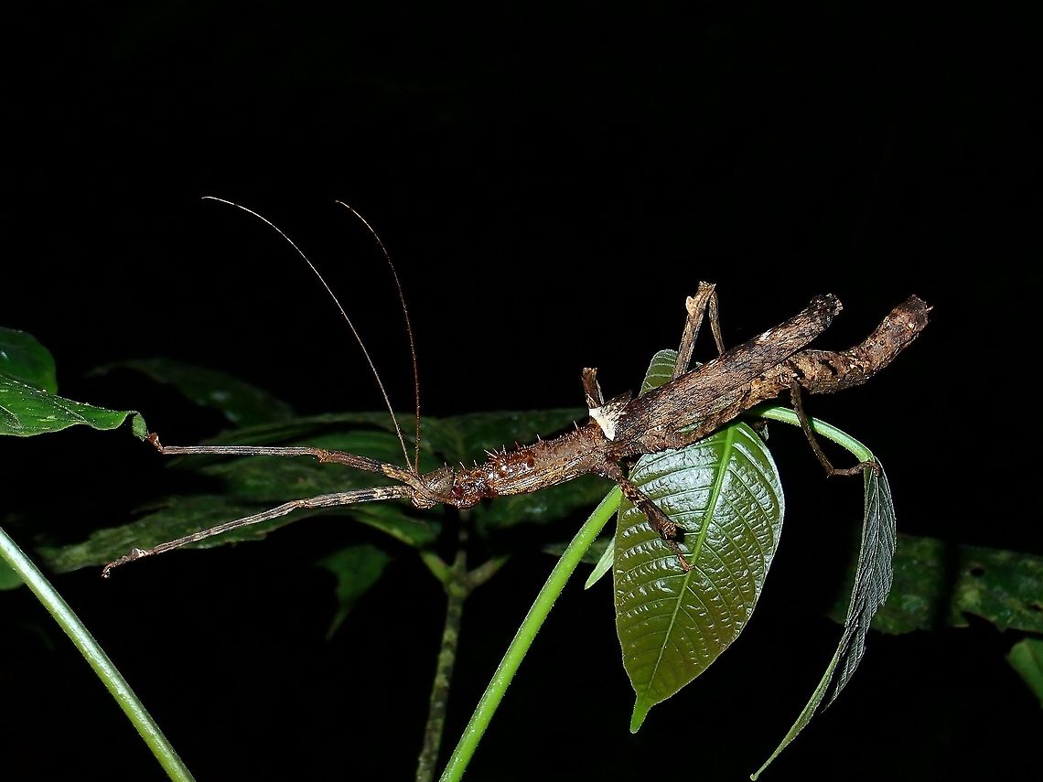 Stick Insect/Phasmid Female Stick Insect/Phasmid of the species Centrophasma longipennis. Centrophasma longipennis,Malaysia,Phasmatodea,Phasmid,Sabah,Stick Insect
