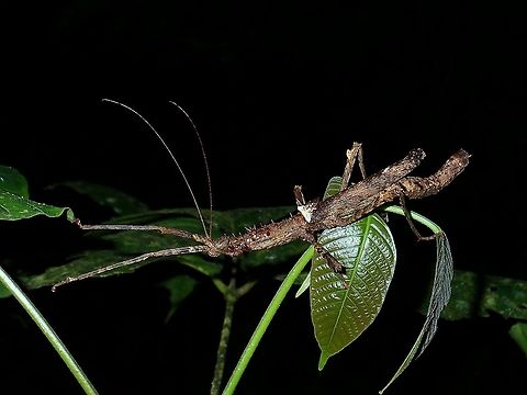 Stick Insect/Phasmid Female Stick Insect/Phasmid of the species Centrophasma longipennis. Centrophasma longipennis,Malaysia,Phasmatodea,Phasmid,Sabah,Stick Insect