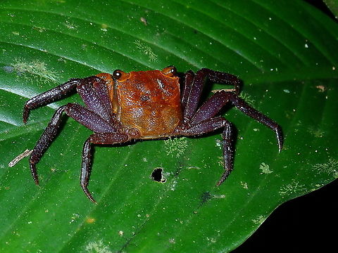 Vamprie Crab Vampire Crab from the genus Geosesarma, they have squarish carapace. Borneo,Crab,Geosesarma,Geosesarma sp,Land Crab,Malaysia,Sabah