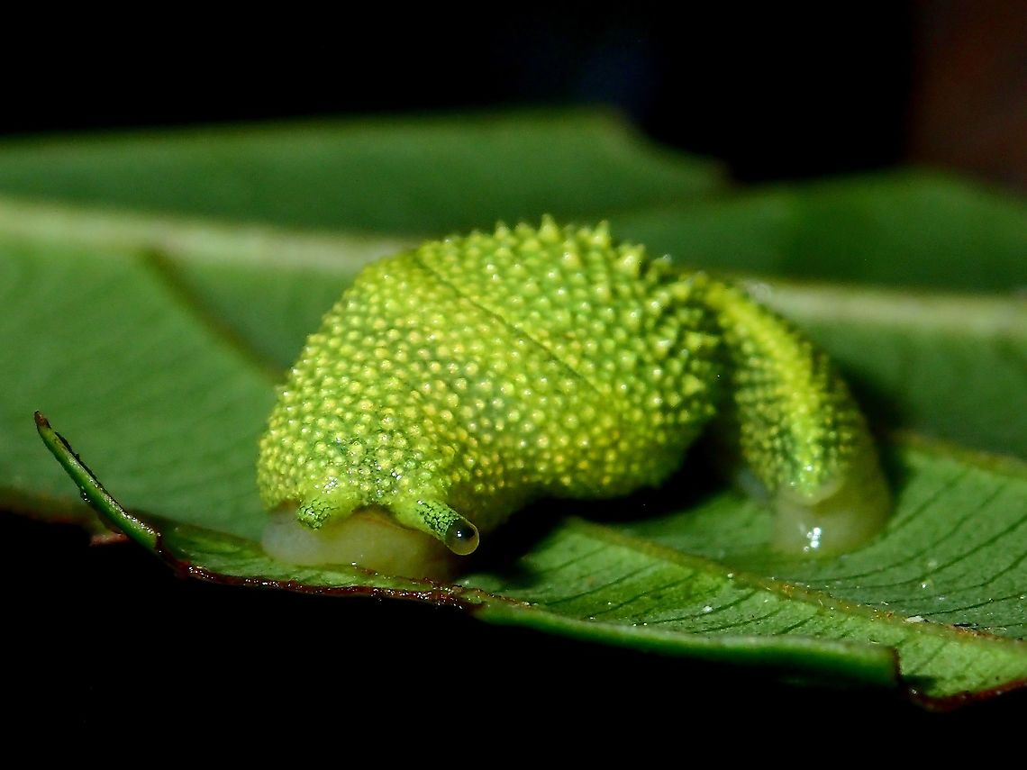 Keeping an Eye on you A beautiful green coloured snail/slug with lots of &#039;yellow coloured bumps&#039; all over.<br />
<br />
Am not sure if the ID is correct as Ibycus rachelae was discovered from high altitude forest (around 1,900 masl) in Sabah, Borneo and described in the year 2008.  The picture here is from Pahang, West Malaysia.  They do looks very similar though.<br />
<br />
Its common name is Ninja Slug as there&#039;s more to the name than meets the eye: The slug species makes use of so-called love darts. Made of calcium carbonate, the love dart is a harpoon-like structure that pierces and injects a hormone into a potential mate. The dart could increase the slug&#039;s chances of reproduction. Ibycus rachelae,Malaysia,Ninja Slug,Pahang,Slug,Snail