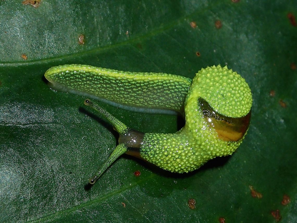 Ninja Slug The Mantel on this beautiful green/yellow Snail/Slug is a bit retracted showing its shell.<br />
<br />
It sports a tail that&#039;s three times the length of its head, which it wraps around its 1.6-inch-long (4 cm) body as if a pet cat. In fact, its discoverers initially planned to name the slug Ibycus felis, after its feline inspiration. Instead, they named it after the girlfriend of one of its discoverers, Menno Schilthuizen of the Netherlands Centre for Biodiversity &#039;Naturalis.&#039; Ibycus rachelae,Malaysia,Ninja Slug,Pahang,Slug,Snail