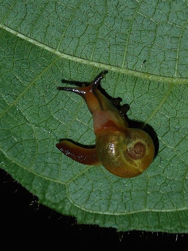 Snail - Helicarion sp Snail from the genus Helicarion.<br />
Checking with similar pics from the same location, this could be a yet to be described species. Helicarion,Helicarion sp,Malaysia,Pahang