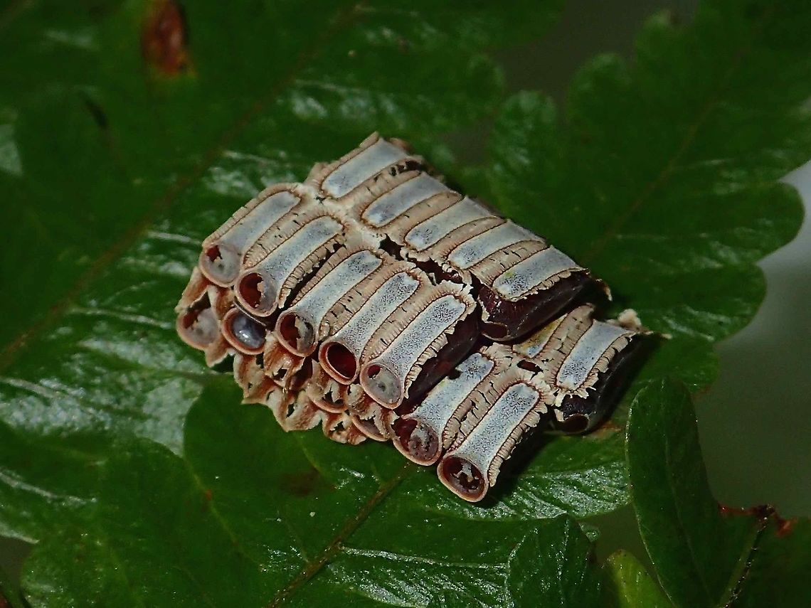 Candies Eggs of Phasmids, not able to tell from which species/genus.<br />
<br />
Interestingly, the eggs were laid/glued stacked 2-3 layers in 2 rows but with 'opposite ends' as the operculum caps are at opposite ends/direction.<br />
<br />
Family : Lonchodidae<br />
Sub-family : Necrosciinae Lonchodidae,Malaysia,Necrosciinae,Pahang,Phasmatodea,Phasmid,Stick Insect