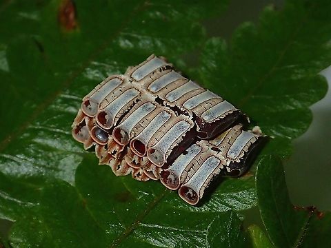 Candies Eggs of Phasmids, not able to tell from which species/genus.

Interestingly, the eggs were laid/glued stacked 2-3 layers in 2 rows but with 'opposite ends' as the operculum caps are at opposite ends/direction.

Family : Lonchodidae
Sub-family : Necrosciinae Lonchodidae,Malaysia,Necrosciinae,Pahang,Phasmatodea,Phasmid,Stick Insect