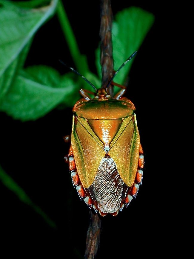Shield/Stink Bug A very colourful and attractive Shield/Stink Bug, its body is quite reflective of lights.<br />
They are known as Shield Bugs as they emit a foul smell, which you are likely to smell when you get close to them, meaning sometimes, you smelled them first before seeing them. Luzon,Mattiphus Shield Bug,Mattiphus reflexus,Philippines,Shied Bug,Stink Bug