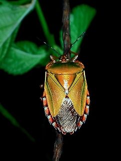 Shield/Stink Bug A very colourful and attractive Shield/Stink Bug, its body is quite reflective of lights.
They are known as Shield Bugs as they emit a foul smell, which you are likely to smell when you get close to them, meaning sometimes, you smelled them first before seeing them. Luzon,Mattiphus Shield Bug,Mattiphus reflexus,Philippines,Shied Bug,Stink Bug