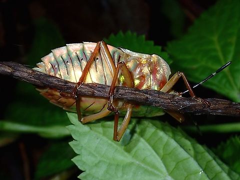 Metallic The underside of this Shield/Stink Bug shows a metallic look. Luzon,Mattiphus Shield Bug,Mattiphus reflexus,Philippines,Shield Bug,Stink Bug