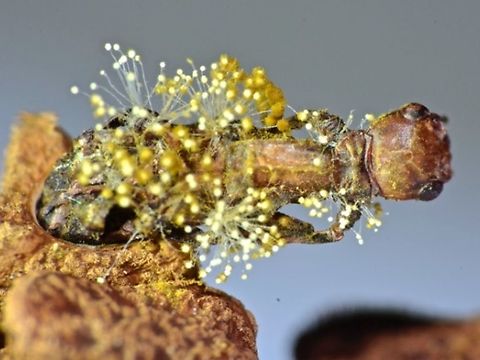 Life Ends Before It Starts Tiny yellow Fungi growing on a failed hatching of Leaf Insect - Phyllium philippinicum.
Its difficult to tell whether the Nymph is weakened due to infestation of the fungi or the fungi grows on it after it died from the failed hatching.

Note : This was seen at a Butterfly House that displays variety of live insects other than Butterfly.  They breeds several species of Stick Insects/Phasmids. Leaf Insect,Luzon,Phasmatodea,Phasmid,Philippines,Phyllium philippinicum,Stick Insect