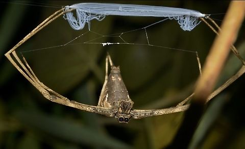 Ready to Cast its Net The species Asianopis luzonensis of Net Casting Spider was newly described from Philippines in the year 2018.
The genus name refers to the region Asia where several species of this Net Casting are found.  The species luzonensis refers to the location where they can be found.  
Asianopis luzonensis were described from Central and Southern Luzon Island but I have personally seen them in North Luzon, not sure if those from North Luzon are of the same species or not.
This picture was taken in June 2014 and I have seen several of them from different parts of Luzon in the year 2014 and 2015.
They are commonly known as Net Casting Spider for the way they construct their webbings which they used as nets to catch their prey, this technique can be seen in this video :
https://www.youtube.com/watch?v=BUELYcGDCc4 Asianopis luzonensis,Luzon,Net Casting Spider,Philippines,Spider