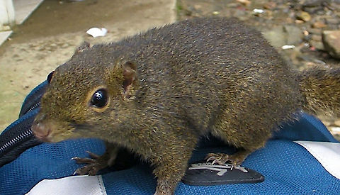 Slender/Mountain Squirrel This Mountain Squirrel - Sundasciurus tenuis was seen during the climb to Mt. Kinabalu.
They are used to humans/climbers and will approach us when we sits down to rest for a drink or snack, looking for a snack for themselves. Borneo,Kinabalu,Malaysia,Mountain Squirrel,Sabah,Slender Squirrel,Squirrel,Sundasciurus tenuis