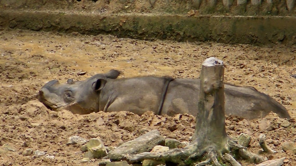 Sumatran Rhino - Dicerorhinus sumatrensis This female Sumatran Rhinoceros was seen at Lok Kawi Wildlife Park back in the year 2010.<br />
At that time, there were supposedly less than 100 of them in the wild or in captivity, worldwide.<br />
<br />
Her name is Gelugob, she was a rescued animal in 1994 at age around 16-17 years old.  When she died in the year 2014, it was estimated that she was the oldest captive Rhino at around 37 years of age. She passed away peacefully, possibly from age-related illness.<br />
<br />
There were several attempts to breed her with other captive males but she failed to produce any calves despite efforts using IVF.<br />
<br />
Sumatran Rhinoceros is now considered extinct in Malaysia, unfortunately, The last Sumatran Rhinoceros from Malaysia, named Iman (female) died in Nov 2019 due to cancer. Another Rhino named Tam, a male died in May 2019.<br />
<br />
There are now estimated less than 80 of them in the wild, scattered in Sumatra Island and Kalimantan part of Borneo Island, Indonesia.<br />
<br />
According to my NGO friends based in Borneo, there were unverified sightings of them in Sabah in recent years through their works with local villagers.  Hopefully this can be verified with more conservation works to protect them. Borneo,Dicerorhinus sumatrensis,Malaysia,Rhinoceros,Sabah,Sumatran Rhinoceros