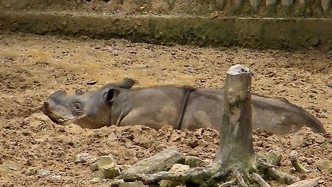 Sumatran rhinoceros