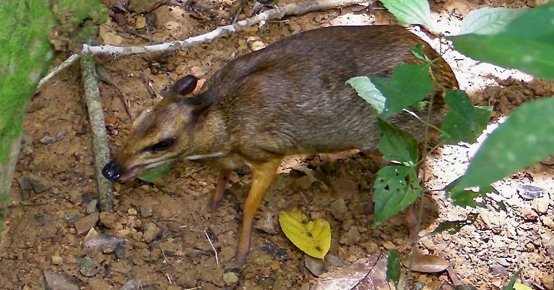 Kanchil The Lesser Mouse-Deer is fondly known as Kanchin in Malaysia and Indonesia.  Its local name is also its scientific name - Tragulus kanchil.  They are the smallest known hoofed mammal.<br />
<br />
Seen at Lok Kawi Wild Life Park in 2010. Borneo,Deer,Kanchil,Lesser Mouse-Deer,Malaysia,Mouse Deer,Sabah,Tragulus kanchil