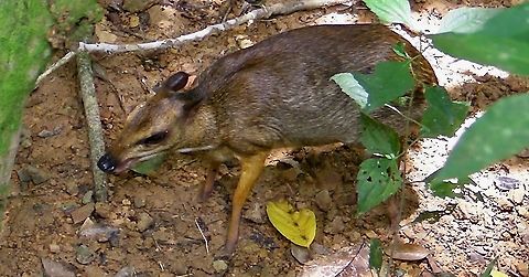Kanchil The Lesser Mouse-Deer is fondly known as Kanchin in Malaysia and Indonesia.  Its local name is also its scientific name - Tragulus kanchil.  They are the smallest known hoofed mammal.

Seen at Lok Kawi Wild Life Park in 2010. Borneo,Deer,Kanchil,Lesser Mouse-Deer,Malaysia,Mouse Deer,Sabah,Tragulus kanchil