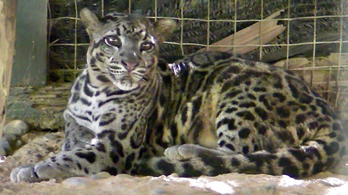 Bornean Clauded Leopard The Bornean Clouded Leopard was previously thought to be the same species as Sunda Clouded Leopard (Neofelis diardi) and it was only in the year 2007 that they were described as a new sub-species.<br />
<br />
Researchers at the US National Cancer Institute say the differences between the Borneo and mainland clouded leopard were found to be comparable to the differences between other large cat species such as lion, tiger, leopard, jaguar and snow leopard. They believe the Borneo population likely diverged from the mainland population some 1.4 million years ago.<br />
<br />
&ldquo;Genetic research results clearly indicate that the clouded leopards of Borneo should be considered a separate species,&rdquo; said Dr Stephen O'Brien, Head of the Laboratory of Genomic Diversity, US National Cancer Institute. &ldquo;DNA tests highlighted around 40 differences between the two species.&rdquo; <br />
<br />
The results of the genetic study are supported by separate research on geographical variation in the clouded leopard, based mainly on fur patterns and colouration of skins held in museums and collections. <br />
<br />
Seen at Lok Kawi Wild Life Park in 2010<br />
Have personally seen them in the wild 2 times during night walks but were not able to get pictures of them as I had my camera set-up for macro. Bornean Clouded Leopard,Borneo,Clouded Leopard,Leopard,Malaysia,Neofelis diardi borneensis,Sabah