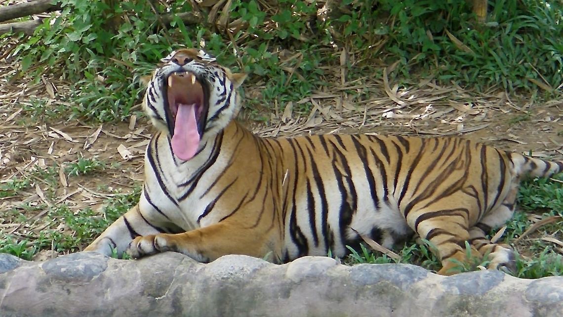 Big Yawn Malayan Tiger, seen at Lok Kawi Wild Life Park in 2010. Borneo,Malayan Tiger,Malaysia,Panthera tigris tigris,Sabah,Tiger