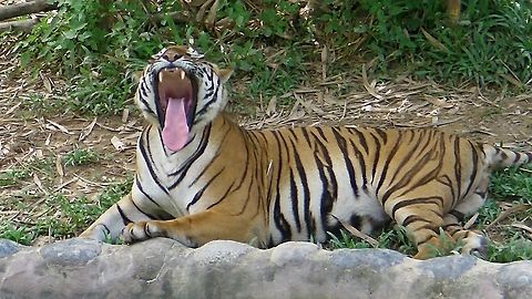 Big Yawn Malayan Tiger, seen at Lok Kawi Wild Life Park in 2010. Borneo,Malayan Tiger,Malaysia,Panthera tigris tigris,Sabah,Tiger