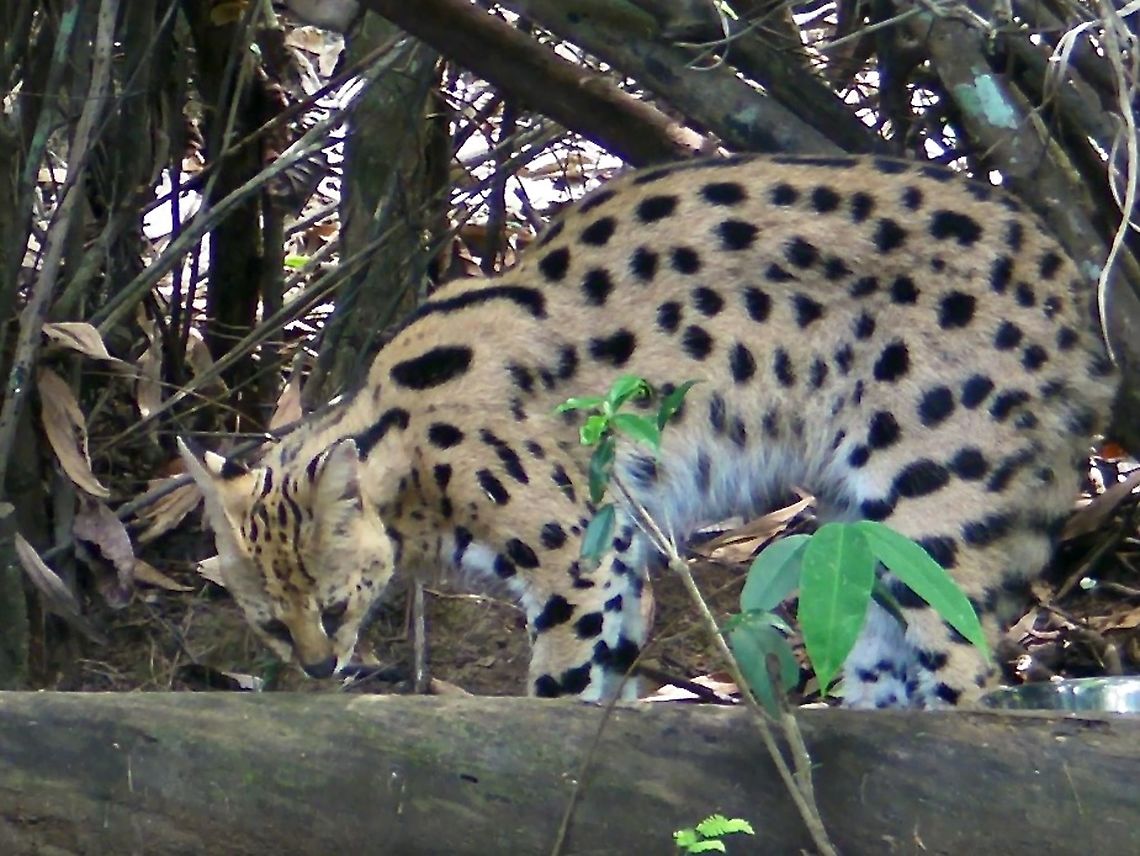 Sunda Leopard Cat The population of Leopard Cat from Borneo island is considered a subspecies however, they are listed as Prionailurus bengalensis borneoensis, whereas the the Sunda Leopard Cat is listed as Prionailurus javanensis, so not sure which is which.<br />
<br />
Seen at Lok Kawi Wild Life Park in 2010. Borneo,Cat,Leopard Cat,Malaysia,Prionailurus javanensis,Sabah,Sunda Leopard Cat