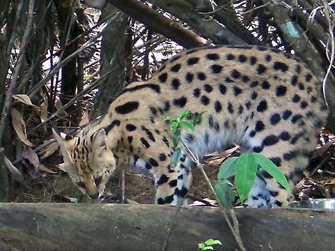 Sunda Leopard Cat The population of Leopard Cat from Borneo island is considered a subspecies however, they are listed as Prionailurus bengalensis borneoensis, whereas the the Sunda Leopard Cat is listed as Prionailurus javanensis, so not sure which is which.

Seen at Lok Kawi Wild Life Park in 2010. Borneo,Cat,Leopard Cat,Malaysia,Prionailurus javanensis,Sabah,Sunda Leopard Cat
