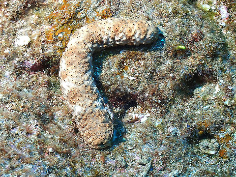 Ashly Pink Sea Cucumber Ashly Pink Sea Cucumber - Holothuria fuscocinerea Ashly Pink Sea Cucumber,Holothuria fuscocinerea,Mexico,Sea Cucumber,Socorro