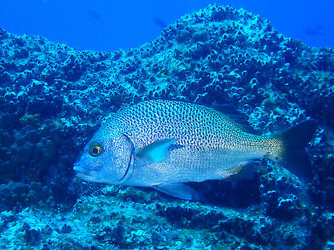 Burrito Grunt - Anisotremus perezponcedeleoni Updated ID as Anisotremus perezponcedeleoni, previously wrongly identified as Anisotremus interruptus. Anisotremus perezponcedeleoni,Burrito Grunt,Clarion Grunt,Fish,Grunt,Mexico,Socorro