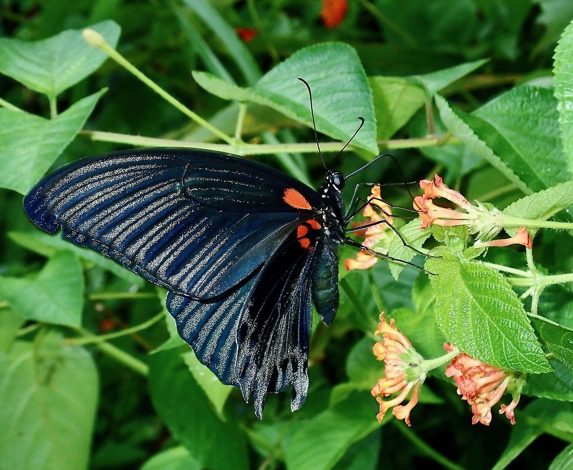 The Great Mormon Swallowtail - Papilio memnon  Borneo,Brunei,Butterfly,Great Mormon,Great Mormon Swallowtail Butterfly,Papilio memnon,Swallowtail Butterfly