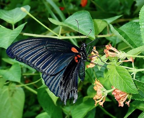 The Great Mormon Swallowtail - Papilio memnon  Borneo,Brunei,Butterfly,Great Mormon,Great Mormon Swallowtail Butterfly,Papilio memnon,Swallowtail Butterfly