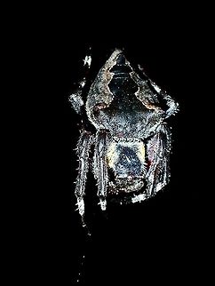 Abdandoned Orb-Weaver Spider - Parawixia dehaani  Abandoned Orb-Weaver Spider,Borneo,Brunei,Orb-Weaver Spider,Parawixia dehaani,Spider