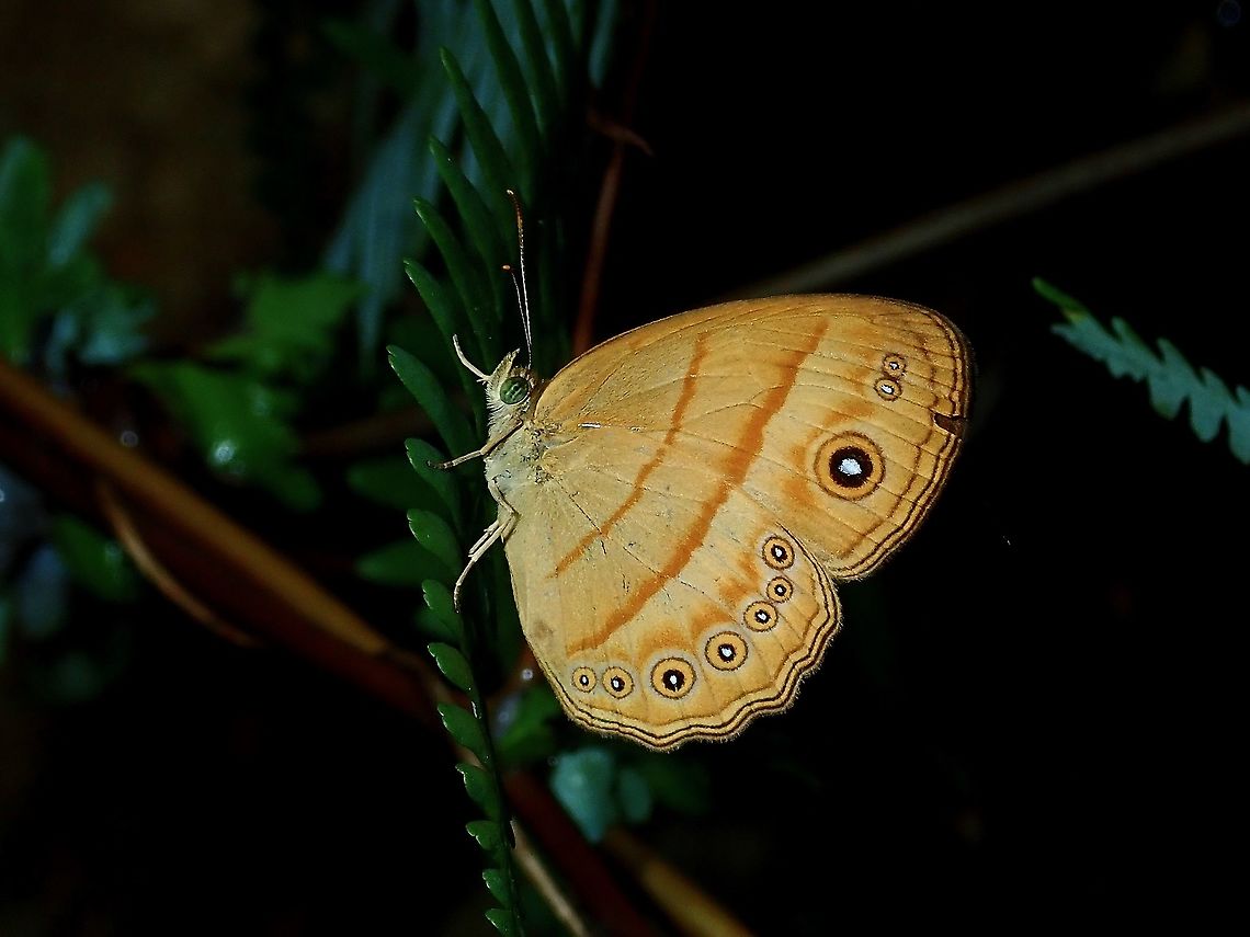 Butterfly - Mycalesis anapita  Borneo,Brunei,Butterfly,Mycalesis anapita,Tawny bush-brown