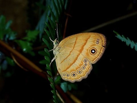 Butterfly - Mycalesis anapita  Borneo,Brunei,Butterfly,Mycalesis anapita,Tawny bush-brown